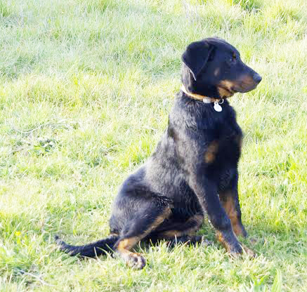 domainedelalicorne.fr photo chien beauceron photo chiot beauceron Elevage de beauceron chiot beauceron pure race élevage du clos de la licorne elevage des gardiens de la licorne elevage beauceron noir et feu authentique gros gabarits élevage de Beauceron familial sérieux et qualité domainedelalicorne.fr suivi des chiots conseil d’éducation chiot propre bas rouge santé caractère spécialiste du beauceron noir et feu ou arlequin chien rustique berger de France  nos chiots sont élevés avec amour et attention notre passion au service de la qualité Beauceron de qualité et sportif domaine de la licorne 04380 BARRAS élevage en liberté éleveur berger de beauce élevage de beauceron de travail 06 11 20 51 93 site domainedelalicorne.fr mail domainedelalicorne@gmail.com